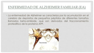 ENFERMEDAD DE ALZHEIMER FAMILIAR (EA) 
• La enfermedad de Alzheimer se caracteriza por la acumulación en el 
cerebro de depósitos de pequeños péptidos de diferentes tamaños 
llamados beta-amiloide, que son derivados del fraccionamiento 
proteolítico de la proteína APP. 
 