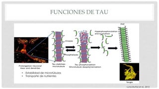 FUNCIONES DE TAU 
• Estabilidad de microtúbulos 
• Transporte de nutrientes 
Luna-Muñoz et al., 2013 
 