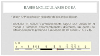 BASES MOLECULARES DE EA 
• El gen APP codifica un receptor de superficie celular. 
• Contiene 18 exones y probablemente origina una familia de al 
menos 8 isoformas transmembranales diferentes, las cuales se 
diferencian por la presencia o ausencia de los exones 7, 8, 9 y 15. 
 