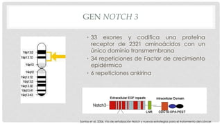 GEN NOTCH 3 
• 33 exones y codifica una proteína 
receptor de 2321 aminoácidos con un 
único dominio transmembrana 
• 34 repeticiones de Factor de crecimiento 
epidérmico 
• 6 repeticiones ankirina 
Santos et al. 2006. Vía de señalización Notch y nuevas estrategias para el tratamiento del cáncer 
 