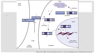 • 
Santos et al. 2006. Vía de señalización Notch y nuevas estrategias para el tratamiento del cáncer 
 