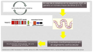 En vez de 6 cisteínas en la repetición EGF, se 
genera un número impar de éstas (5 ó 7). 
aminoácido por cisteína 
Cambio conformacional en 
el segmento extracelular 
Clivaje anómalo. 
Acumulación extracelular de una 
proteína de 210 kDa. 
Sandoval et al. 2002. Novedades en CADASIL, Santos et al. 2006. Vía de señalización Notch y nuevas estrategias para el tratamiento del cáncer 
 