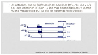 • Las isoformas, que se expresan en las neuronas (695, 714, 751 y 770 
a.a) que contienen el exón 15 son más amiloidogénicas y liberan 
mucho más péptido ßA (42) que las isoformas no neuronales. 
Menéndez et al. 2002. Péptido beta amiloide, proteína tau y enfermedad de Alzheimer 
 
