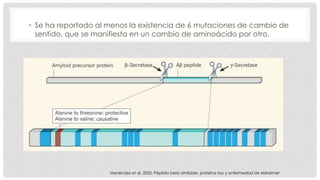 • Se ha reportado al menos la existencia de 6 mutaciones de cambio de 
sentido, que se manifiesta en un cambio de aminoácido por otro. 
Menéndez et al. 2002. Péptido beta amiloide, proteína tau y enfermedad de Alzheimer 
 