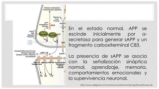 En el estado normal, APP se 
escinde inicialmente por α- 
secretasa para generar sAPP y un 
fragmento carboxiterminal C83. 
La presencia de sAPP se asocia 
con la señalización sináptica 
normal, aprendizaje, memoria, 
comportamientos emocionales y 
la supervivencia neuronal. 
http://www.cellsignal.com/common/content/content.jsp?id=pathways-alz 
 