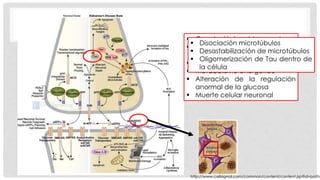  Canales iónicos bloqueados 
 Alteración de la homeostasis 
 Disociación microtúbulos 
 Desastabilización de microtúbulos 
del calcio 
 Oligomerización de Tau dentro de 
 Estrés oxidativo mitocondrial 
la célula 
 Metabolismo energético 
 Alteración de la regulación 
anormal de la glucosa 
 Muerte celular neuronal 
http://www.cellsignal.com/common/content/content.jsp?id=pathways 
 