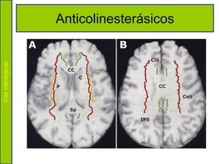 Anticolinesterásicos
Vías colinérgicas
 