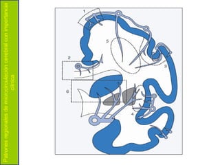 Patrones regionales de microcirculación cerebral con importancia
                            clínica
 
