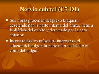 Nervio cubital (C7-D1) <ul><li>Sus fibras proceden del plexo braquial, desciende por la parte interna del brazo, llega a l...