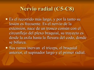 Nervio radial (C5-C8) <ul><li>Es el recorrido más largo, y por la tanto su lesión es frecuente. Es el nervio de la extensi...
