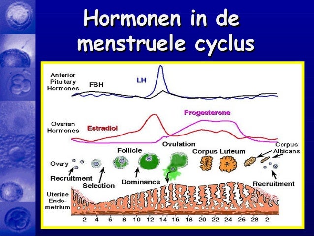 prolactine borstvoeding