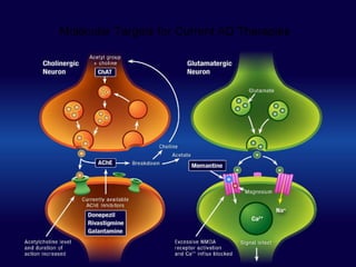 Molecular Targets for Current AD Therapies
 