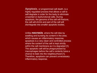 Apoptosis,  or programmed cell death, is a highly regulated process that allows a cell to self-degrade in order for the body to eliminate unwanted or dysfunctional cells. During apoptosis, the genome of the cell will fracture, the cell will shrink and part of the cell will disintegrate into smaller apoptotic bodies.  Unlike  necrosis , where the cell dies by swelling and bursting its content in the area, which causes an inflammatory response, apoptosis is a very clean and controlled process where the content of the cell is kept strictly within the cell membrane as it is degraded [1]. The apoptotic cell will be phagocytosed by macrophages before the cell’s contents have a chance to leak into the neighbourhood [1]. Therefore, apoptosis can prevent unnecessary inflammatory response. 