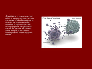 Apoptosis,  or programmed cell death, is a highly regulated process that allows a cell to self-degrade in order for the body to eliminate unwanted or dysfunctional cells. During apoptosis, the genome of the cell will fracture, the cell will shrink and part of the cell will disintegrate into smaller apoptotic bodies.  