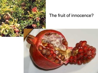 The fruit of innocence? 