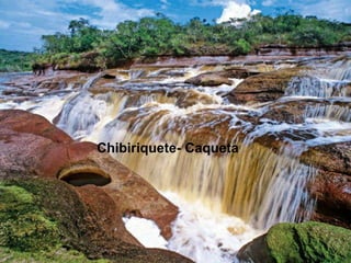 Chibiriquete- Caqueta 