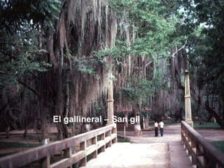 El gallineral – San gil  