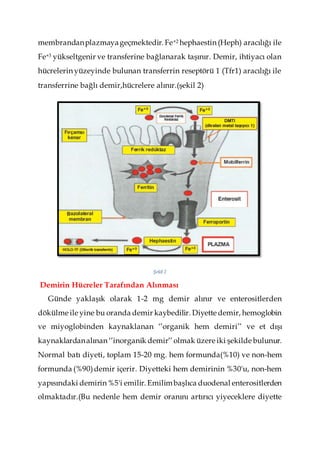membrandanplazmayageçmektedir. Fe+2 hephaestin (Heph) aracılığı ile
Fe+3 yükseltgenir ve transferine bağlanarak taşınır. Demir, ihtiyacı olan
hücrelerin yüzeyinde bulunan transferrin reseptörü 1 (Tfr1) aracılığı ile
transferrine bağlı demir,hücrelere alınır.(şekil 2)
Şekil 2
Demirin Hücreler Tarafından Alınması
Günde yaklaşık olarak 1-2 mg demir alınır ve enterositlerden
dökülme ile yine bu oranda demir kaybedilir. Diyette demir, hemoglobin
ve miyoglobinden kaynaklanan ‘’organik hem demiri’’ ve et dışı
kaynaklardanalınan ‘’inorganik demir’’olmak üzere iki şekilde bulunur.
Normal batı diyeti, toplam 15-20 mg. hem formunda(%10) ve non-hem
formunda (%90)demir içerir. Diyetteki hem demirinin %30'u, non-hem
yapısındaki demirin %5'i emilir. Emilimbaşlıca duodenal enterositlerden
olmaktadır.(Bu nedenle hem demir oranını artırıcı yiyeceklere diyette
 