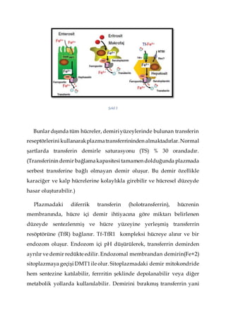 Şekil 3
Bunlar dışında tüm hücreler, demiriyüzeylerinde bulunan transferin
reseptörlerini kullanarakplazmatransferrininden almaktadırlar.Normal
şartlarda transferin demirle saturasyonu (TS) % 30 orandadır.
(Transferinin demir bağlamakapasitesi tamamen dolduğunda plazmada
serbest transferine bağlı olmayan demir oluşur. Bu demir özellikle
karaciğer ve kalp hücrelerine kolaylıkla girebilir ve hücresel düzeyde
hasar oluşturabilir.)
Plazmadaki diferrik transferin (holotransferrin), hücrenin
membranında, hücre içi demir ihtiyacına göre miktarı belirlenen
düzeyde sentezlenmiş ve hücre yüzeyine yerleşmiş transferrin
resöptörüne (TfR) bağlanır. Tf-TfR1 kompleksi hücreye alınır ve bir
endozom oluşur. Endozom içi pH düşürülerek, transferrin demirden
ayrılır ve demir redükte edilir. Endozomal membrandan demirin(Fe+2)
sitoplazmaya geçişi DMT1ile olur. Sitoplazmadaki demir mitokondride
hem sentezine katılabilir, ferrritin şeklinde depolanabilir veya diğer
metabolik yollarda kullanılabilir. Demirini bırakmış transferrin yani
 