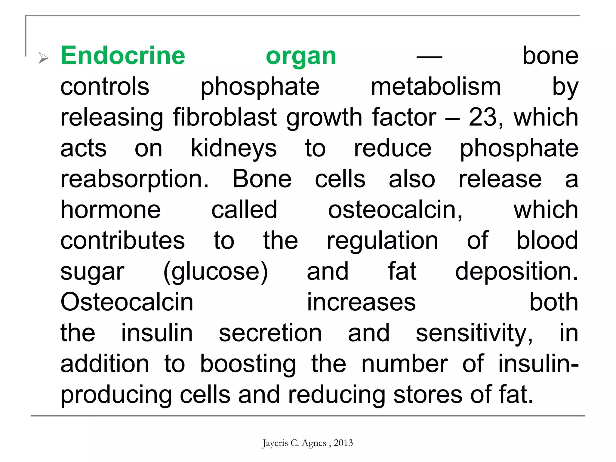  Endocrine organ — bone
controls phosphate metabolism by
releasing fibroblast growth factor – 23, which
acts on kidneys to reduce phosphate
reabsorption. Bone cells also release a
hormone called osteocalcin, which
contributes to the regulation of blood
sugar (glucose) and fat deposition.
Osteocalcin increases both
the insulin secretion and sensitivity, in
addition to boosting the number of insulin-
producing cells and reducing stores of fat.
Jaycris C. Agnes , 2013
 