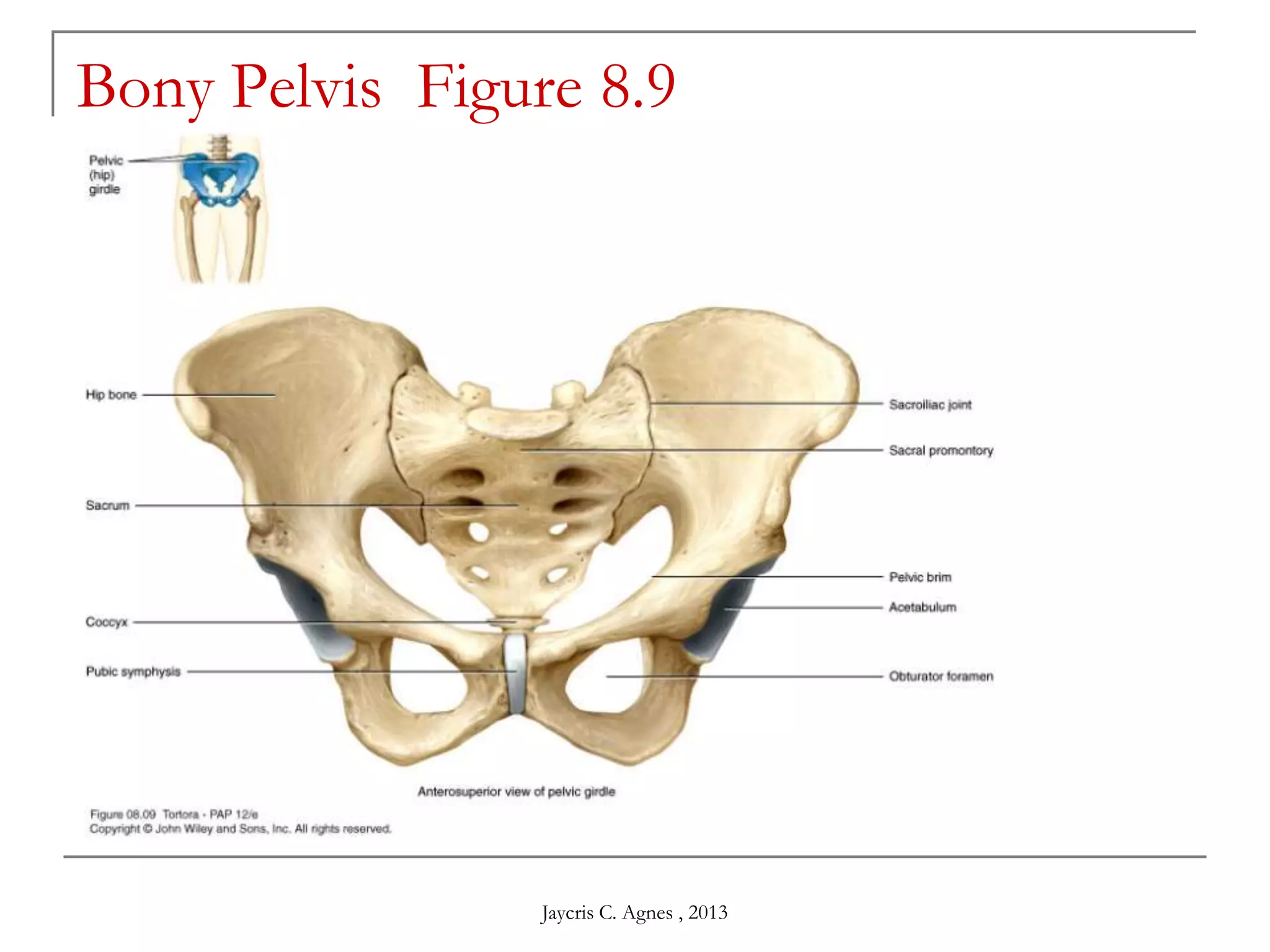 Bony Pelvis Figure 8.9
Jaycris C. Agnes , 2013
 