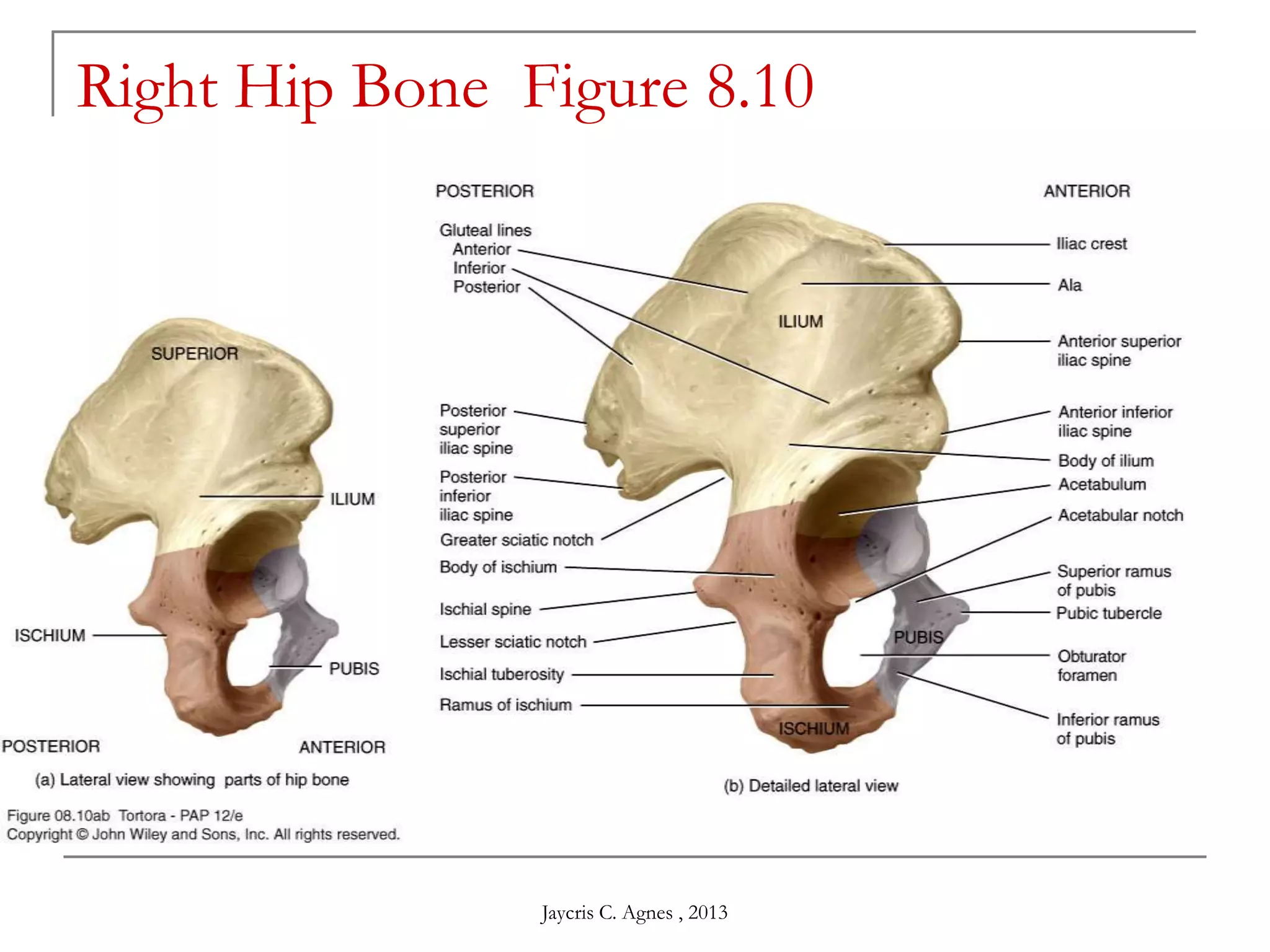 Jaycris C. Agnes , 2013
Right Hip Bone Figure 8.10
 