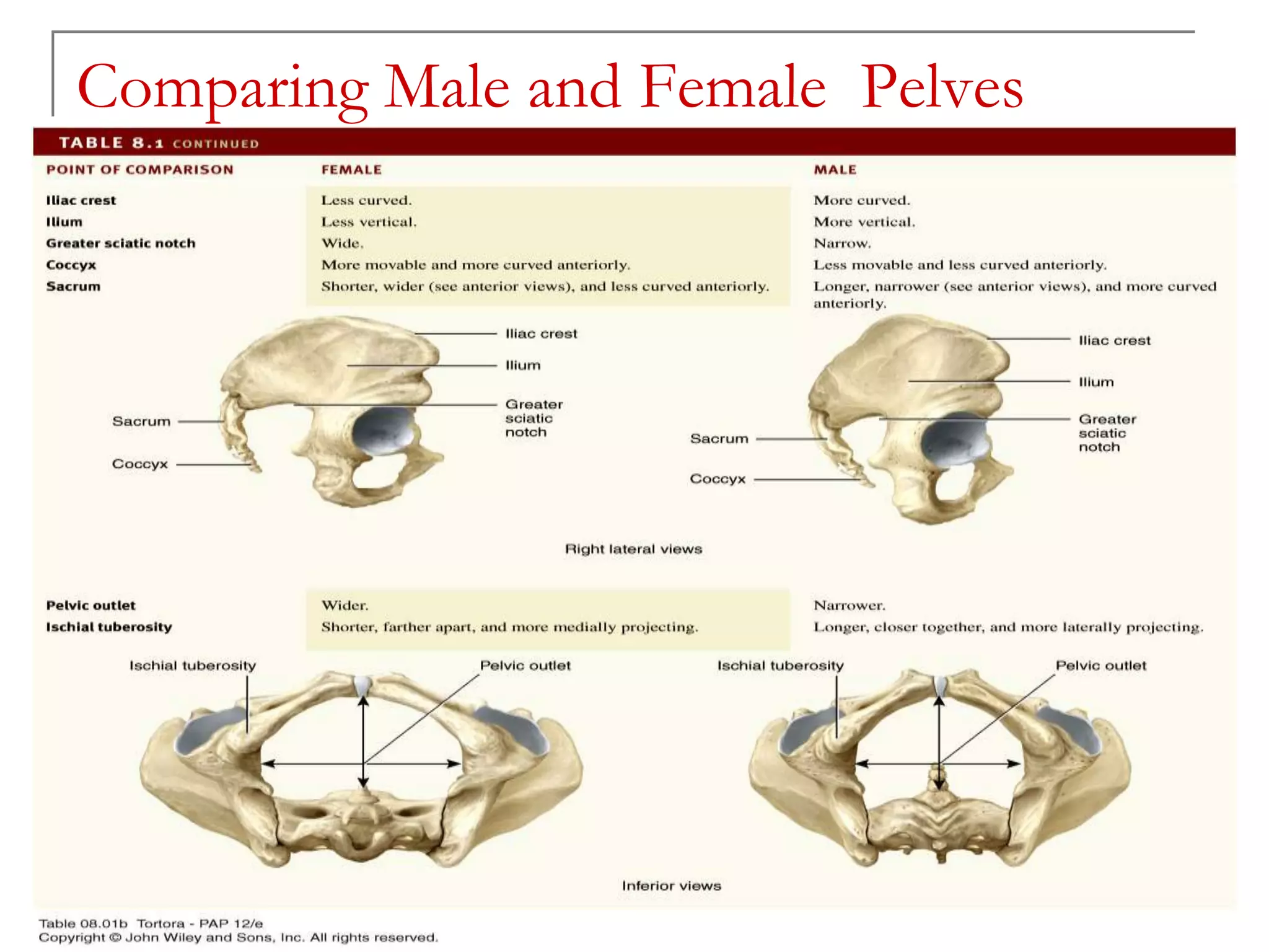 Jaycris C. Agnes , 2013
Comparing Male and Female Pelves
Table 8.1
 