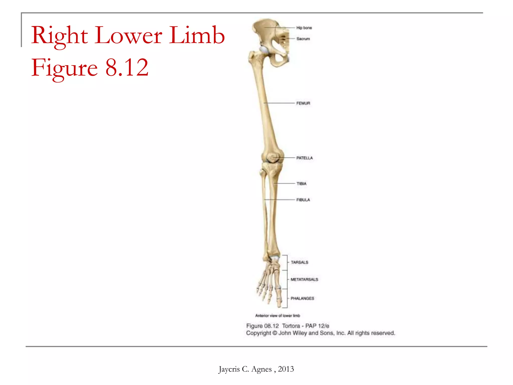 Right Lower Limb
Figure 8.12
Jaycris C. Agnes , 2013
 