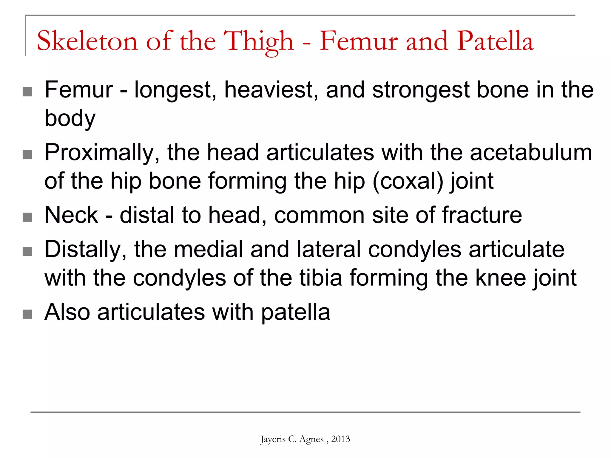 Skeleton of the Thigh - Femur and Patella
 Femur - longest, heaviest, and strongest bone in the
body
 Proximally, the head articulates with the acetabulum
of the hip bone forming the hip (coxal) joint
 Neck - distal to head, common site of fracture
 Distally, the medial and lateral condyles articulate
with the condyles of the tibia forming the knee joint
 Also articulates with patella
Jaycris C. Agnes , 2013
 