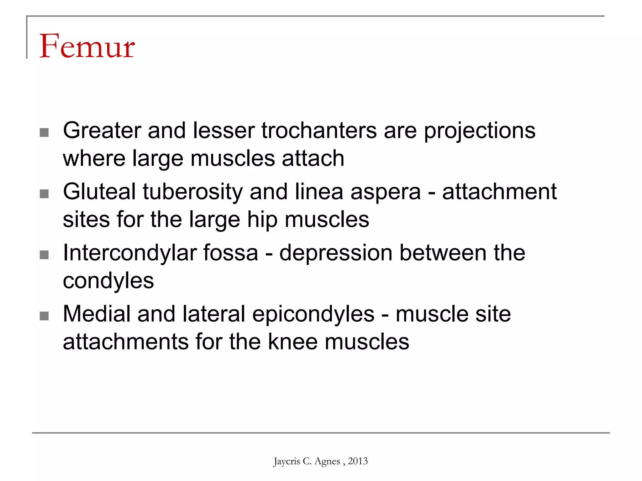 Femur
 Greater and lesser trochanters are projections
where large muscles attach
 Gluteal tuberosity and linea aspera - attachment
sites for the large hip muscles
 Intercondylar fossa - depression between the
condyles
 Medial and lateral epicondyles - muscle site
attachments for the knee muscles
Jaycris C. Agnes , 2013
 