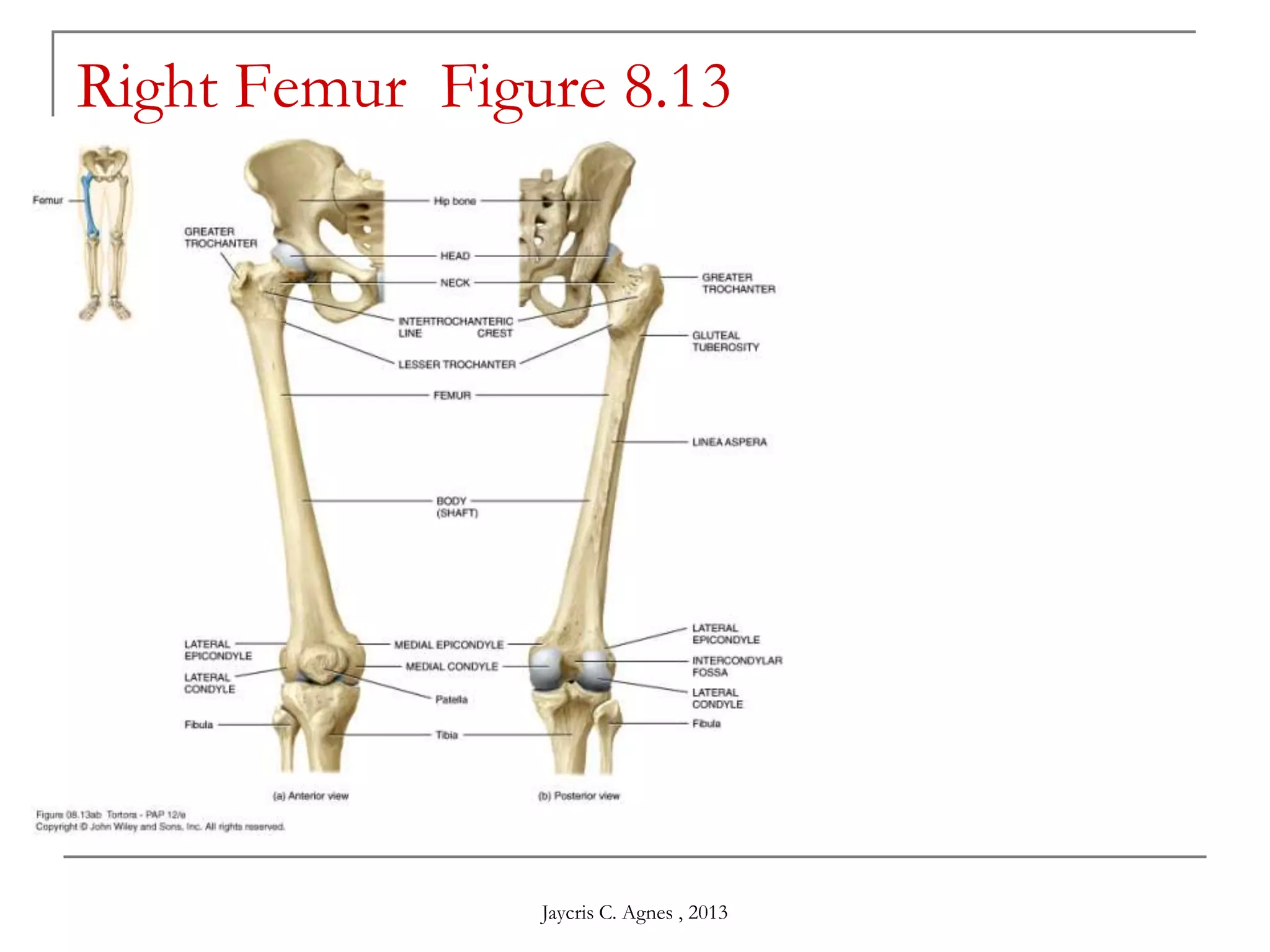 Jaycris C. Agnes , 2013
Right Femur Figure 8.13
 