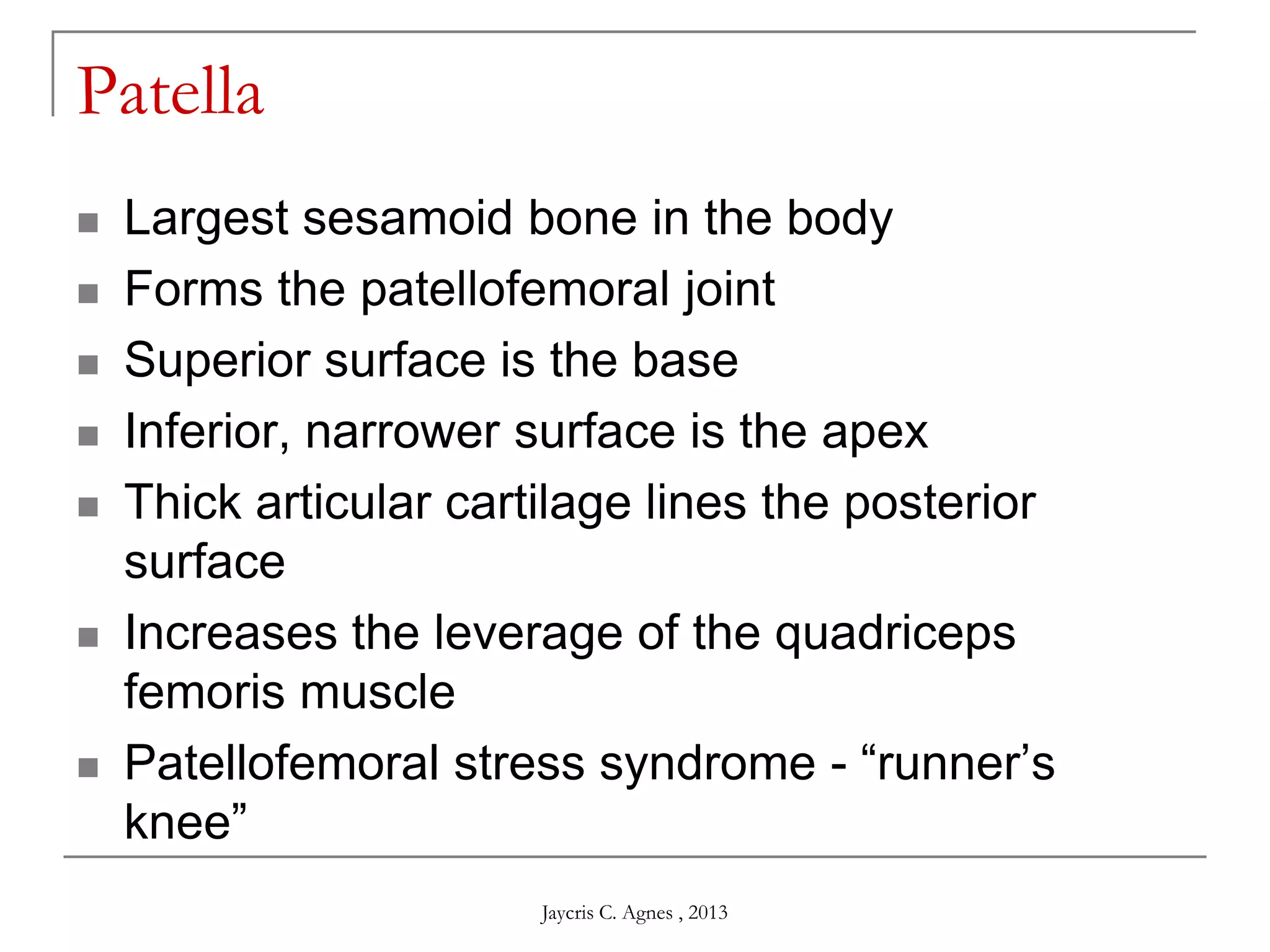 Patella
 Largest sesamoid bone in the body
 Forms the patellofemoral joint
 Superior surface is the base
 Inferior, narrower surface is the apex
 Thick articular cartilage lines the posterior
surface
 Increases the leverage of the quadriceps
femoris muscle
 Patellofemoral stress syndrome - ―runner’s
knee‖
Jaycris C. Agnes , 2013
 