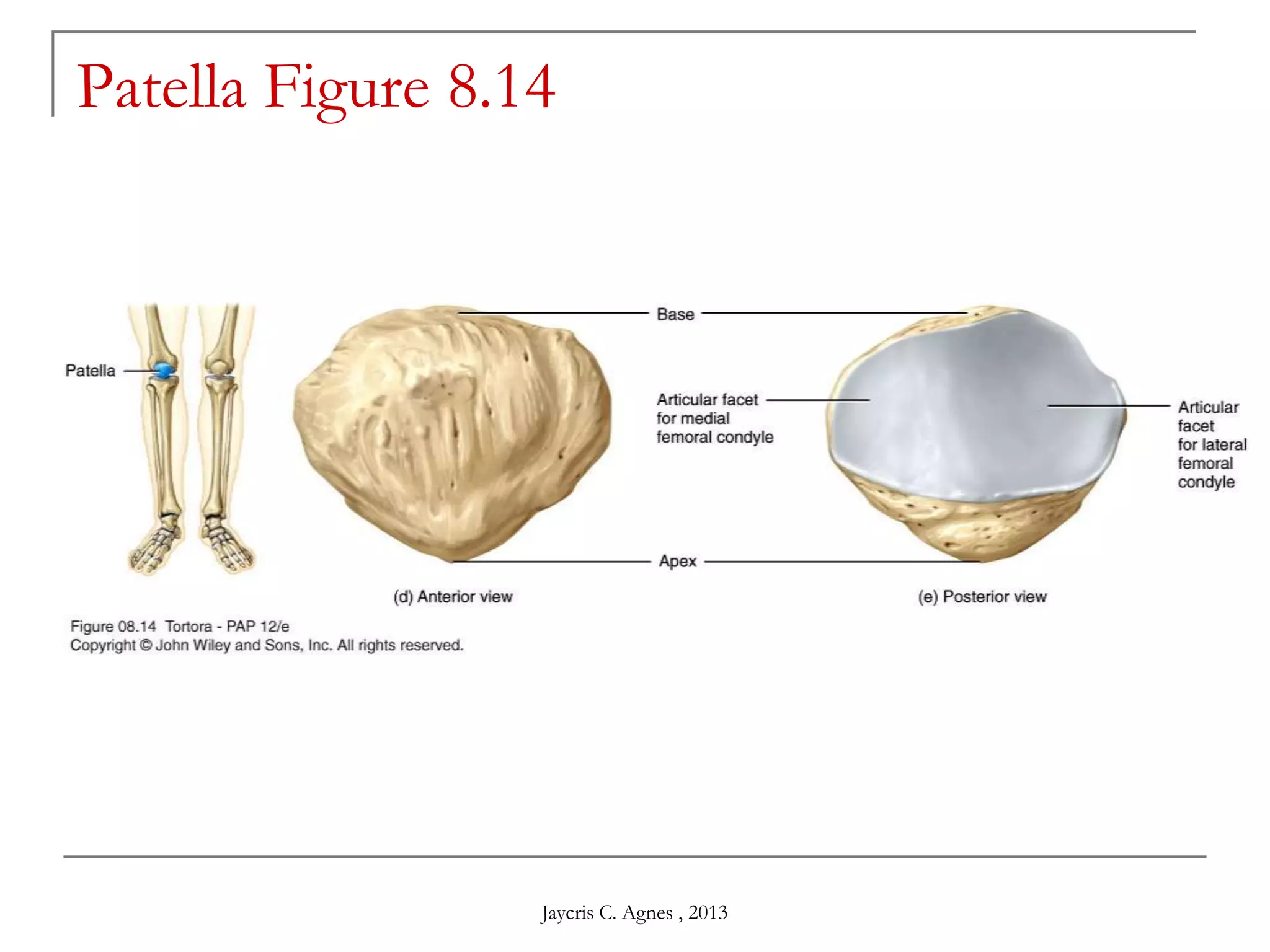 Patella Figure 8.14
Jaycris C. Agnes , 2013
 