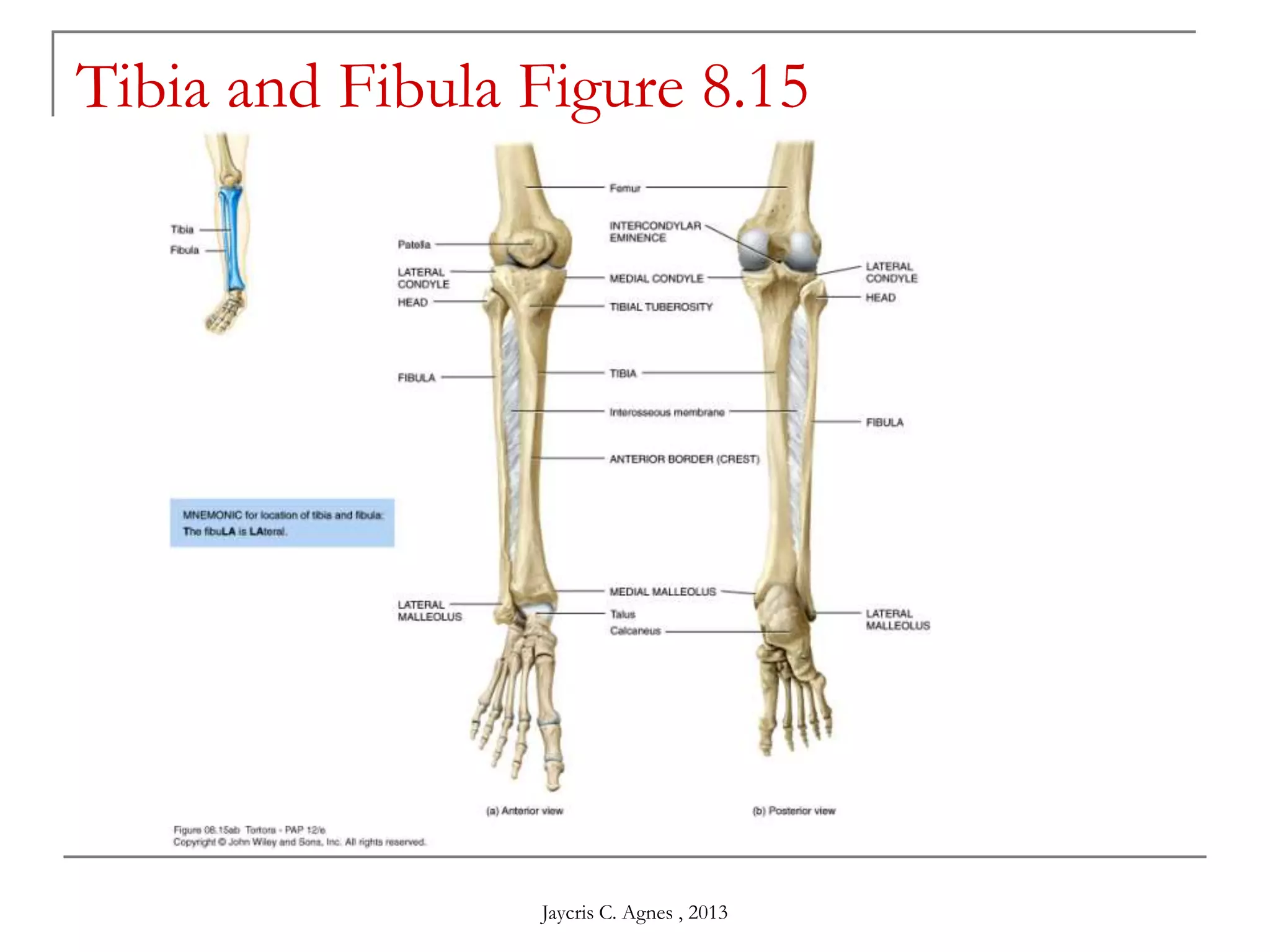 Tibia and Fibula Figure 8.15
Jaycris C. Agnes , 2013
 