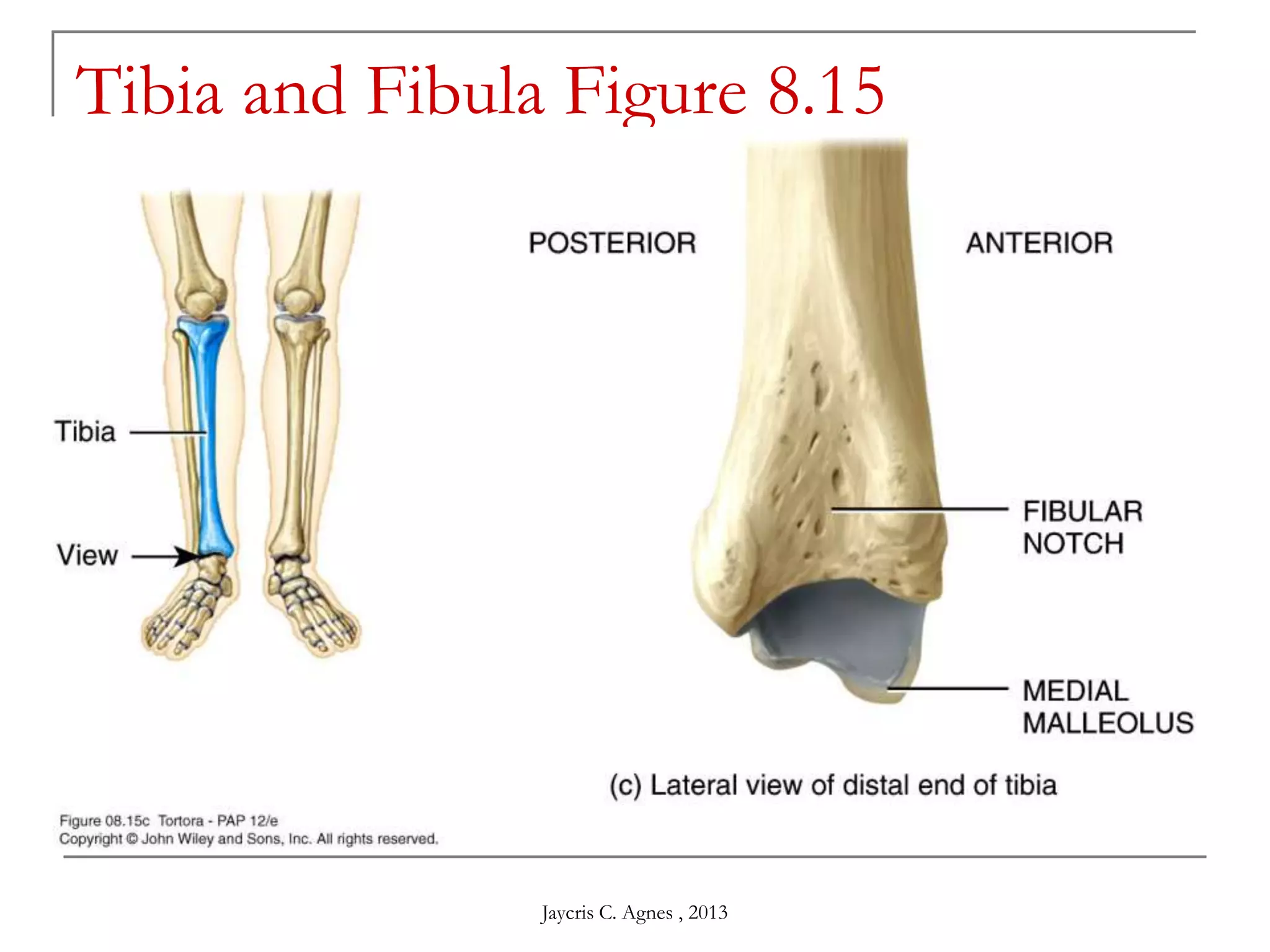 Tibia and Fibula Figure 8.15
Jaycris C. Agnes , 2013
 