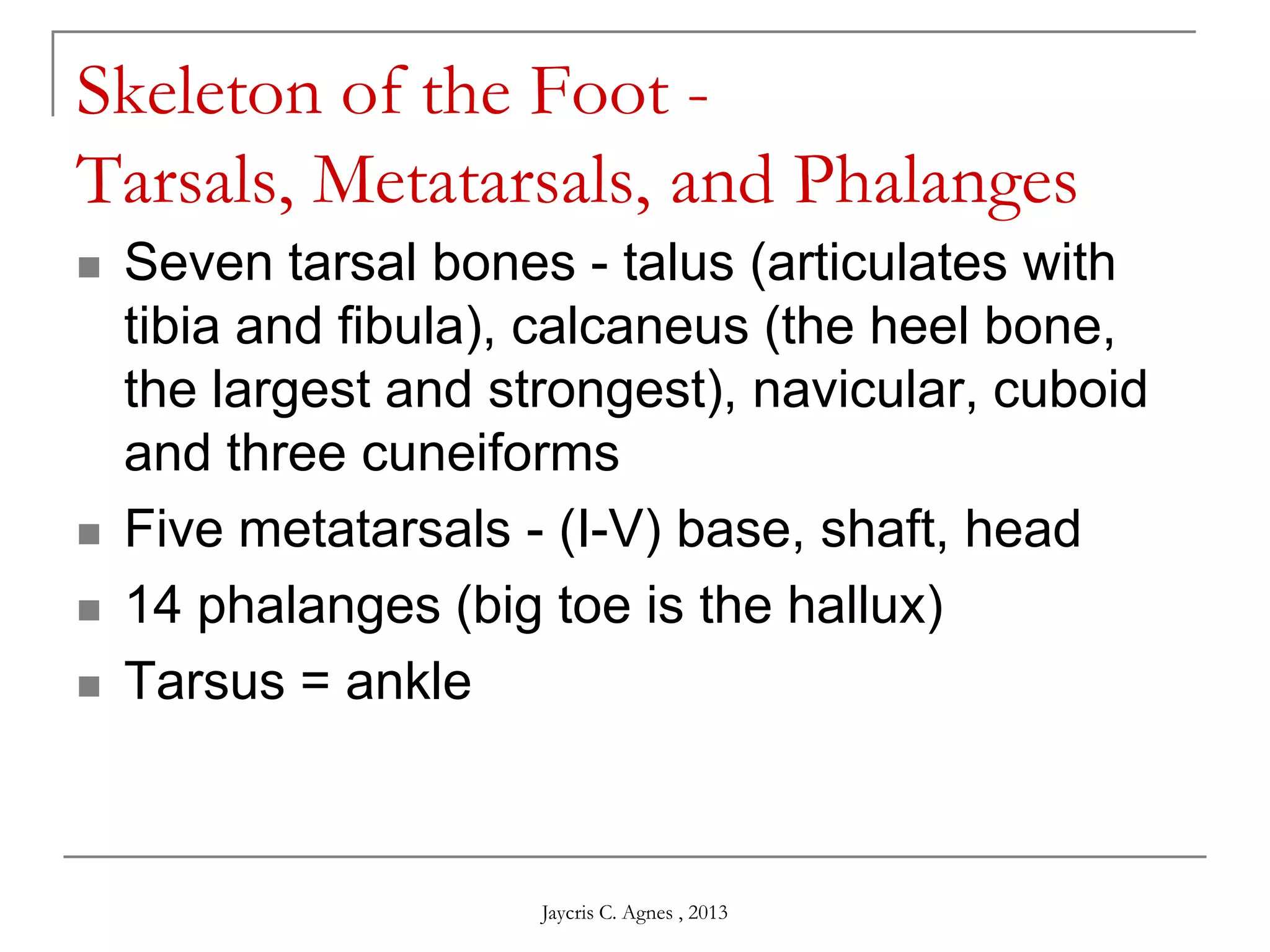 Skeleton of the Foot -
Tarsals, Metatarsals, and Phalanges
 Seven tarsal bones - talus (articulates with
tibia and fibula), calcaneus (the heel bone,
the largest and strongest), navicular, cuboid
and three cuneiforms
 Five metatarsals - (I-V) base, shaft, head
 14 phalanges (big toe is the hallux)
 Tarsus = ankle
Jaycris C. Agnes , 2013
 