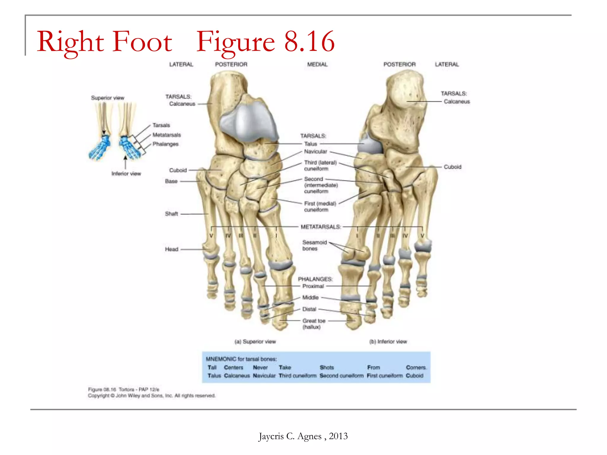 Right Foot Figure 8.16
Jaycris C. Agnes , 2013
 
