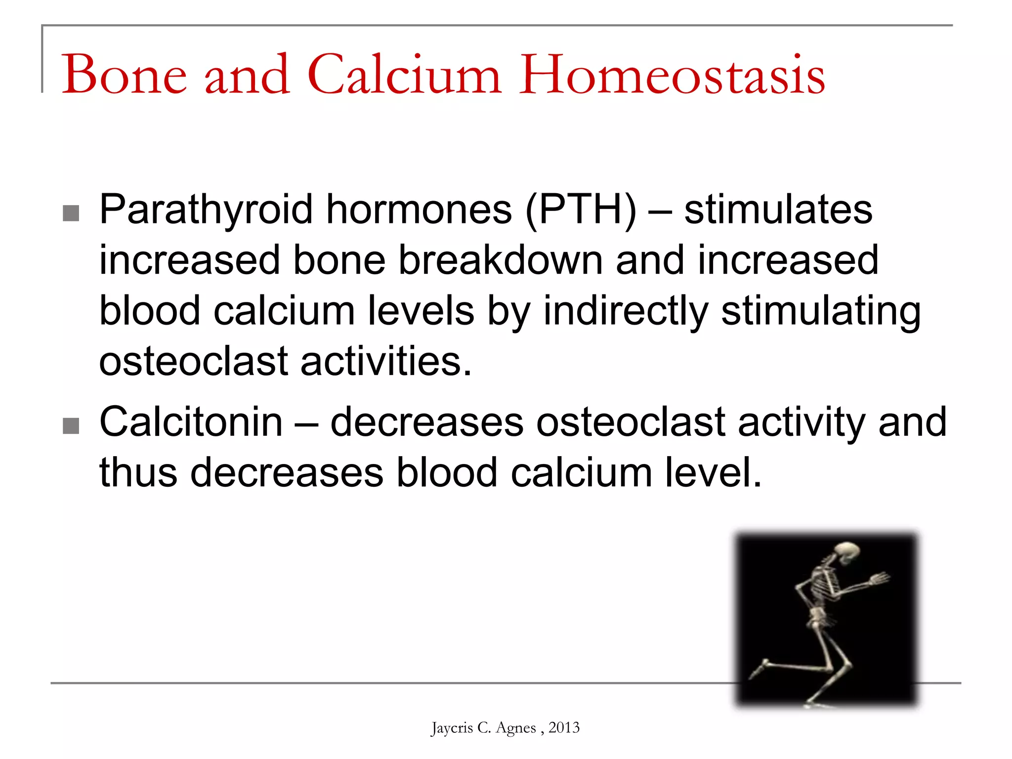 Bone and Calcium Homeostasis
 Parathyroid hormones (PTH) – stimulates
increased bone breakdown and increased
blood calcium levels by indirectly stimulating
osteoclast activities.
 Calcitonin – decreases osteoclast activity and
thus decreases blood calcium level.
Jaycris C. Agnes , 2013
 