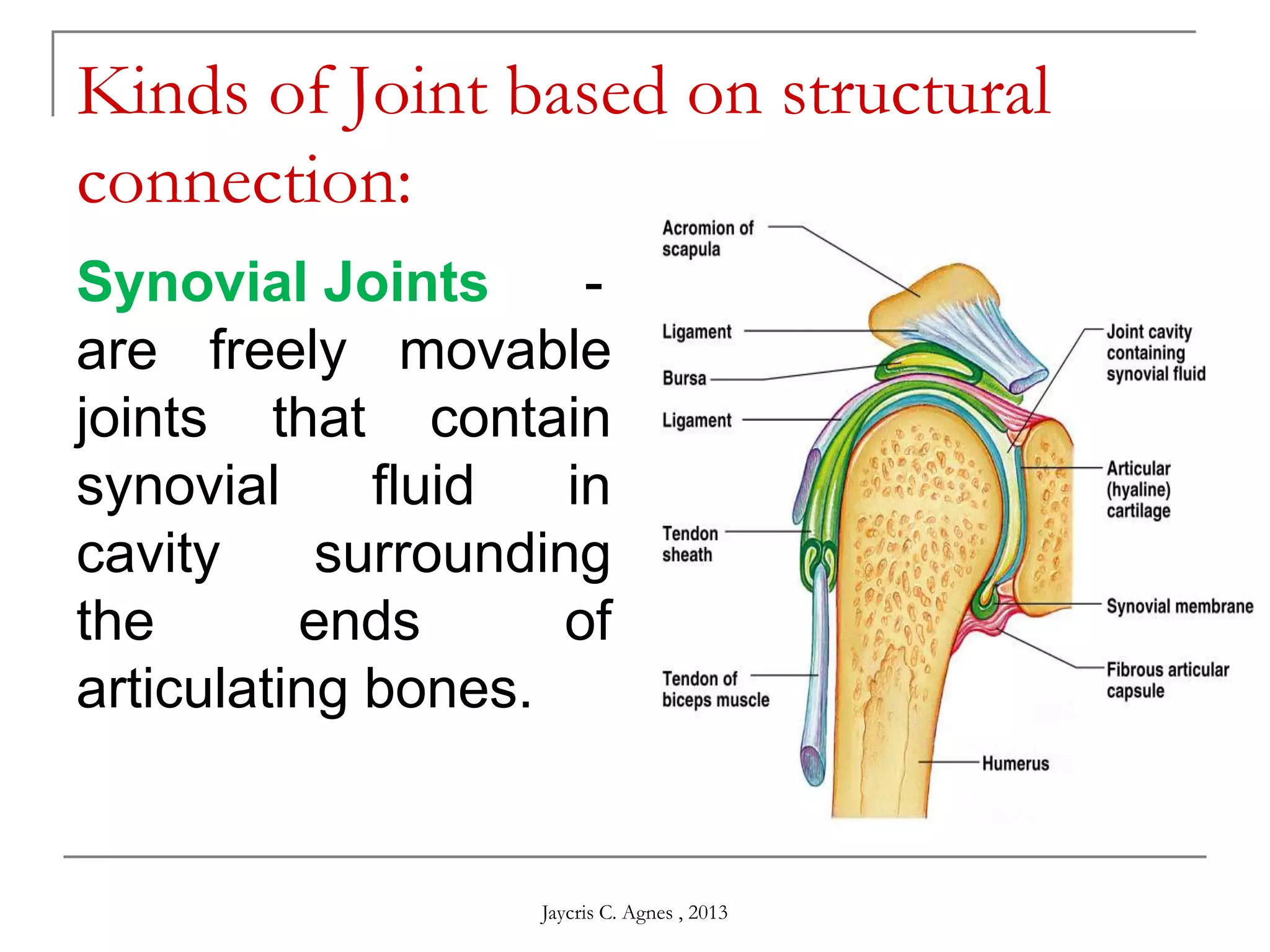 Kinds of Joint based on structural
connection:
Synovial Joints -
are freely movable
joints that contain
synovial fluid in
cavity surrounding
the ends of
articulating bones.
Jaycris C. Agnes , 2013
 