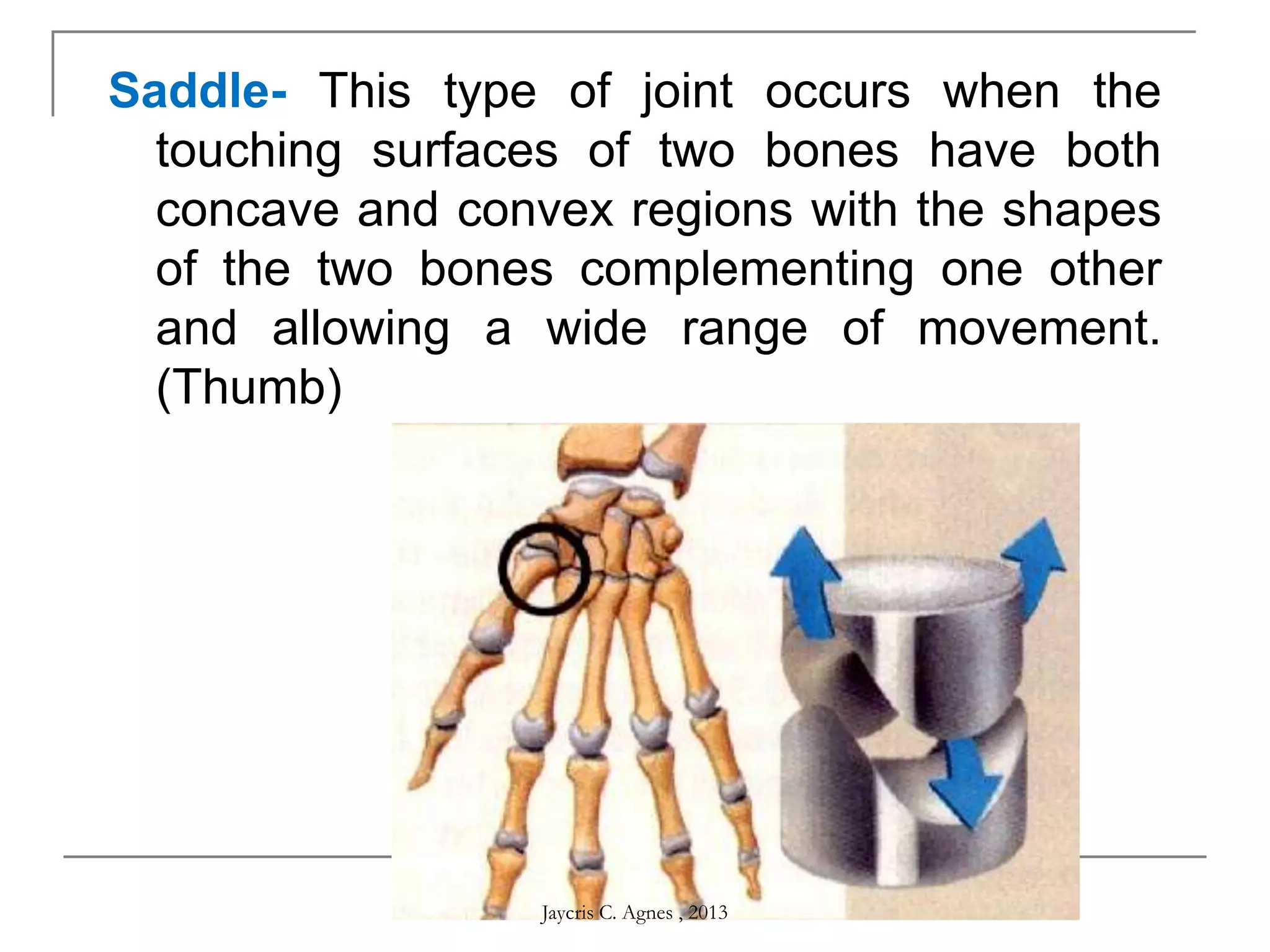 Saddle- This type of joint occurs when the
touching surfaces of two bones have both
concave and convex regions with the shapes
of the two bones complementing one other
and allowing a wide range of movement.
(Thumb)
Jaycris C. Agnes , 2013
 