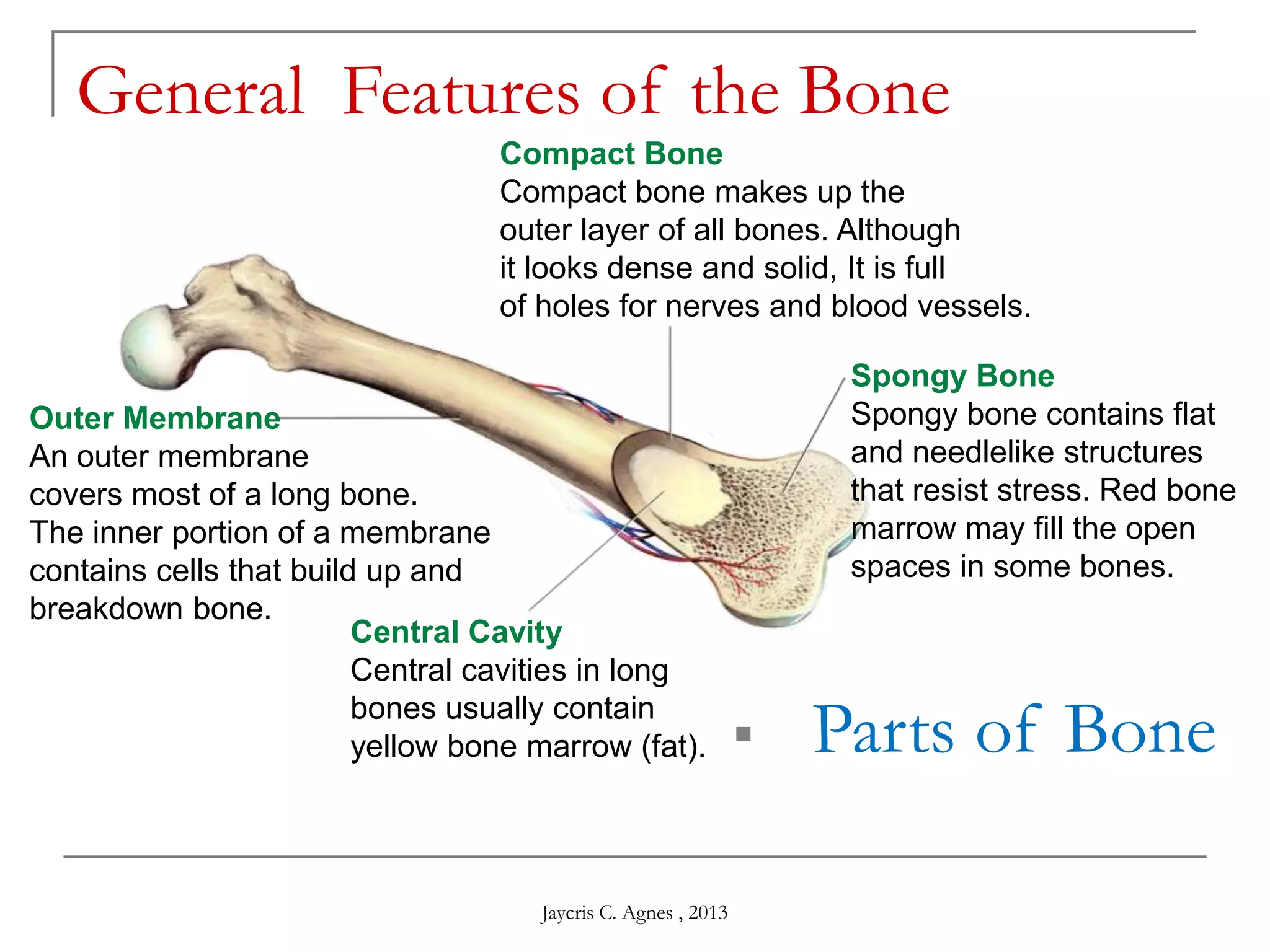 Compact Bone
Compact bone makes up the
outer layer of all bones. Although
it looks dense and solid, It is full
of holes for nerves and blood vessels.
Spongy Bone
Spongy bone contains flat
and needlelike structures
that resist stress. Red bone
marrow may fill the open
spaces in some bones.
Central Cavity
Central cavities in long
bones usually contain
yellow bone marrow (fat).
Outer Membrane
An outer membrane
covers most of a long bone.
The inner portion of a membrane
contains cells that build up and
breakdown bone.
General Features of the Bone
 Parts of Bone
Jaycris C. Agnes , 2013
 