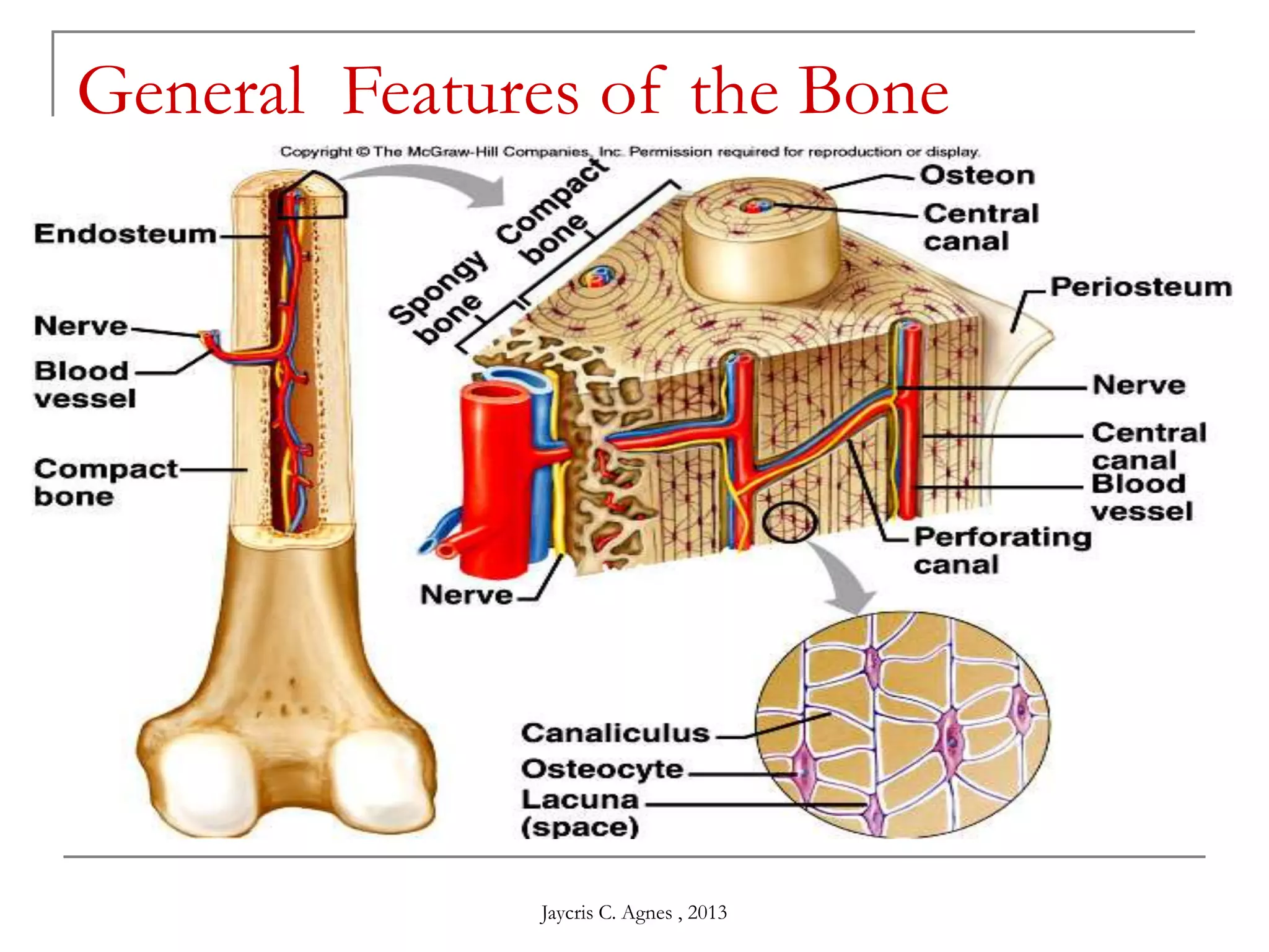 General Features of the Bone
Jaycris C. Agnes , 2013
 