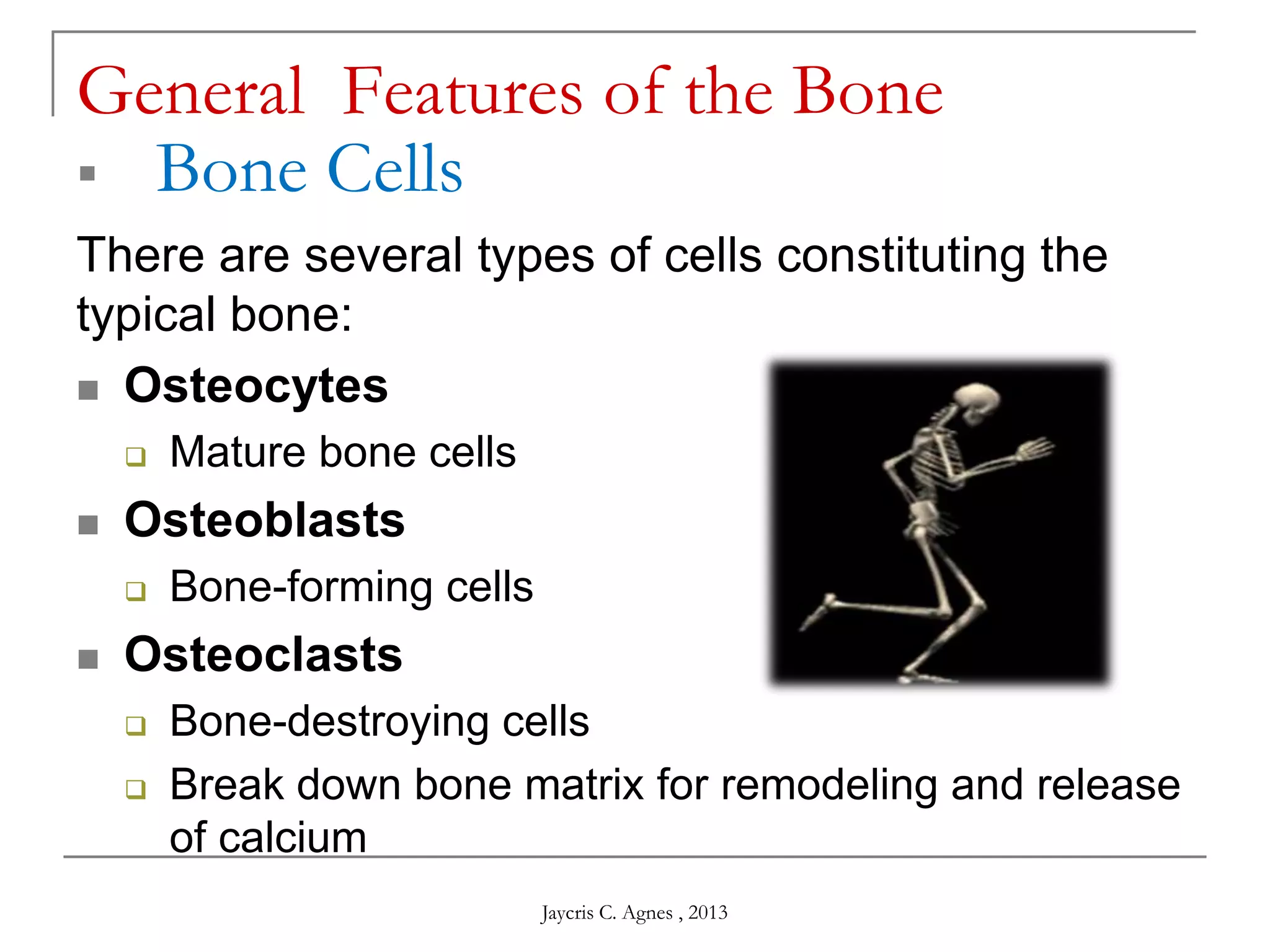 General Features of the Bone
 Bone Cells
There are several types of cells constituting the
typical bone:
 Osteocytes
 Mature bone cells
 Osteoblasts
 Bone-forming cells
 Osteoclasts
 Bone-destroying cells
 Break down bone matrix for remodeling and release
of calcium
Jaycris C. Agnes , 2013
 
