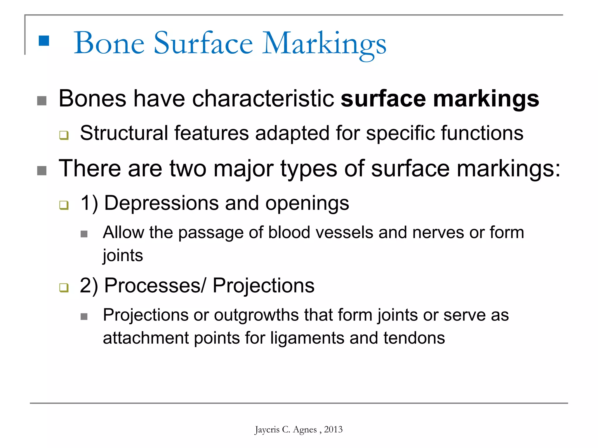  Bone Surface Markings
 Bones have characteristic surface markings
 Structural features adapted for specific functions
 There are two major types of surface markings:
 1) Depressions and openings
 Allow the passage of blood vessels and nerves or form
joints
 2) Processes/ Projections
 Projections or outgrowths that form joints or serve as
attachment points for ligaments and tendons
Jaycris C. Agnes , 2013
 