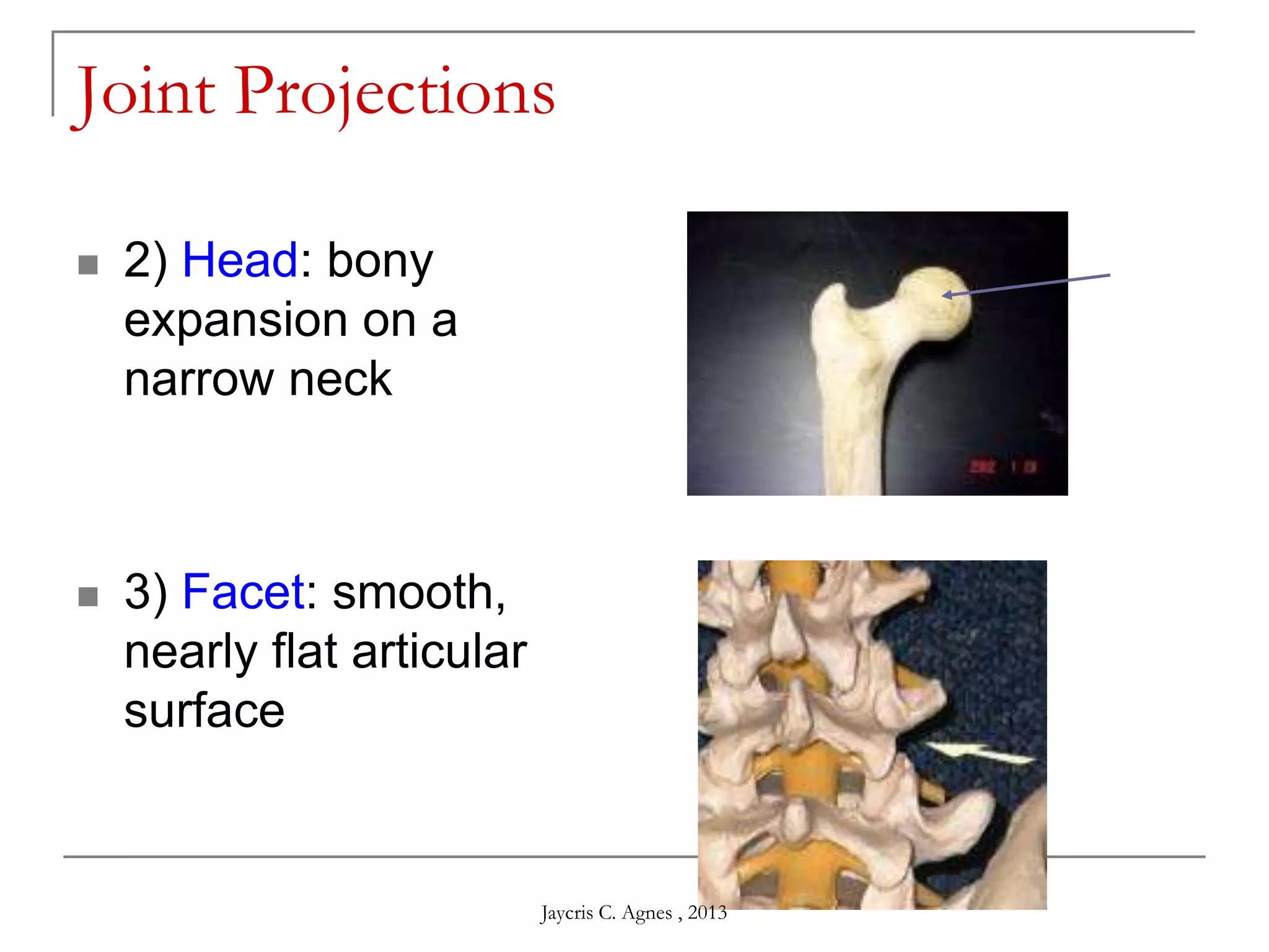 Joint Projections
 2) Head: bony
expansion on a
narrow neck
 3) Facet: smooth,
nearly flat articular
surface
Jaycris C. Agnes , 2013
 