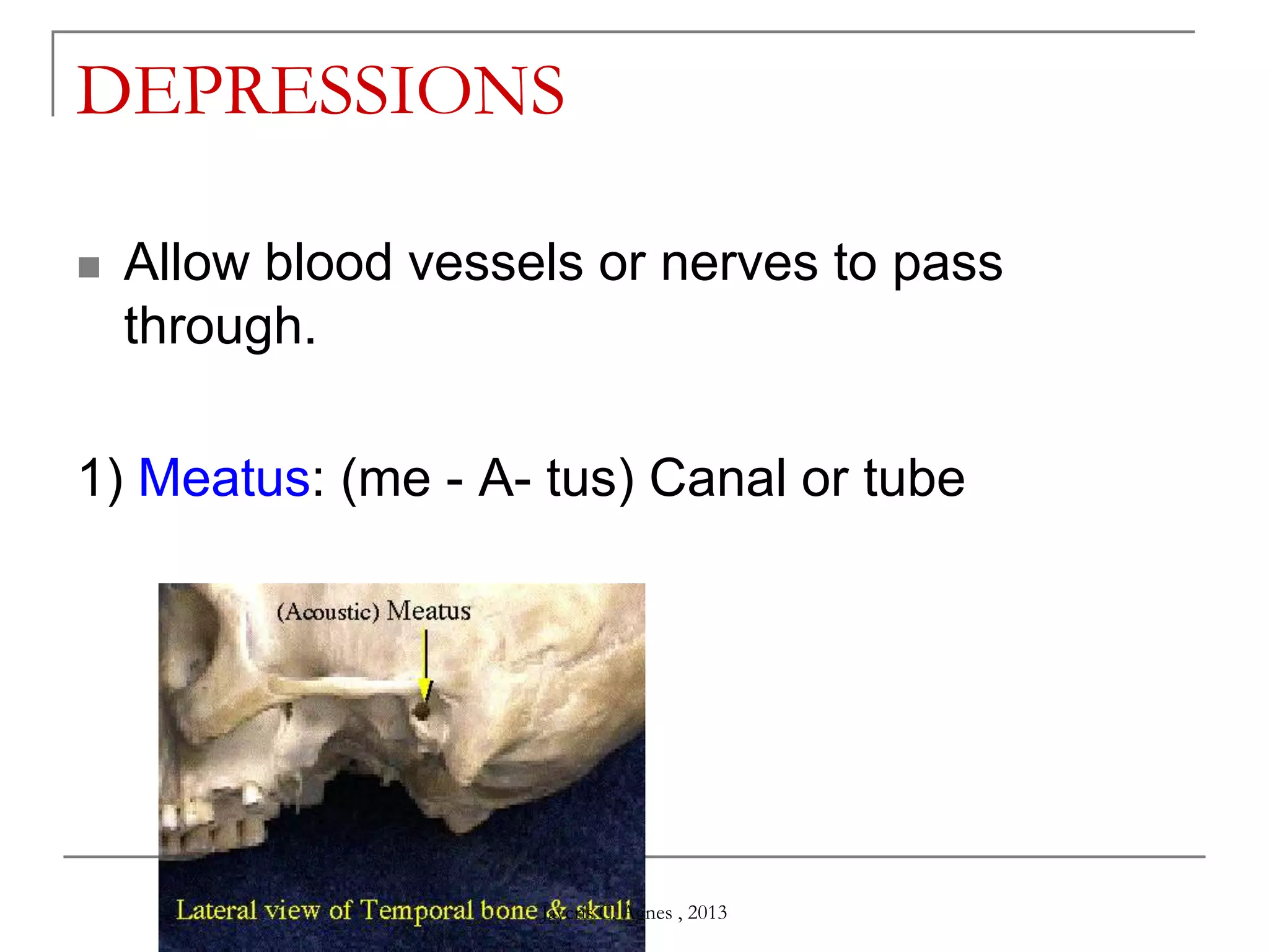 DEPRESSIONS
 Allow blood vessels or nerves to pass
through.
1) Meatus: (me - A- tus) Canal or tube
Jaycris C. Agnes , 2013
 