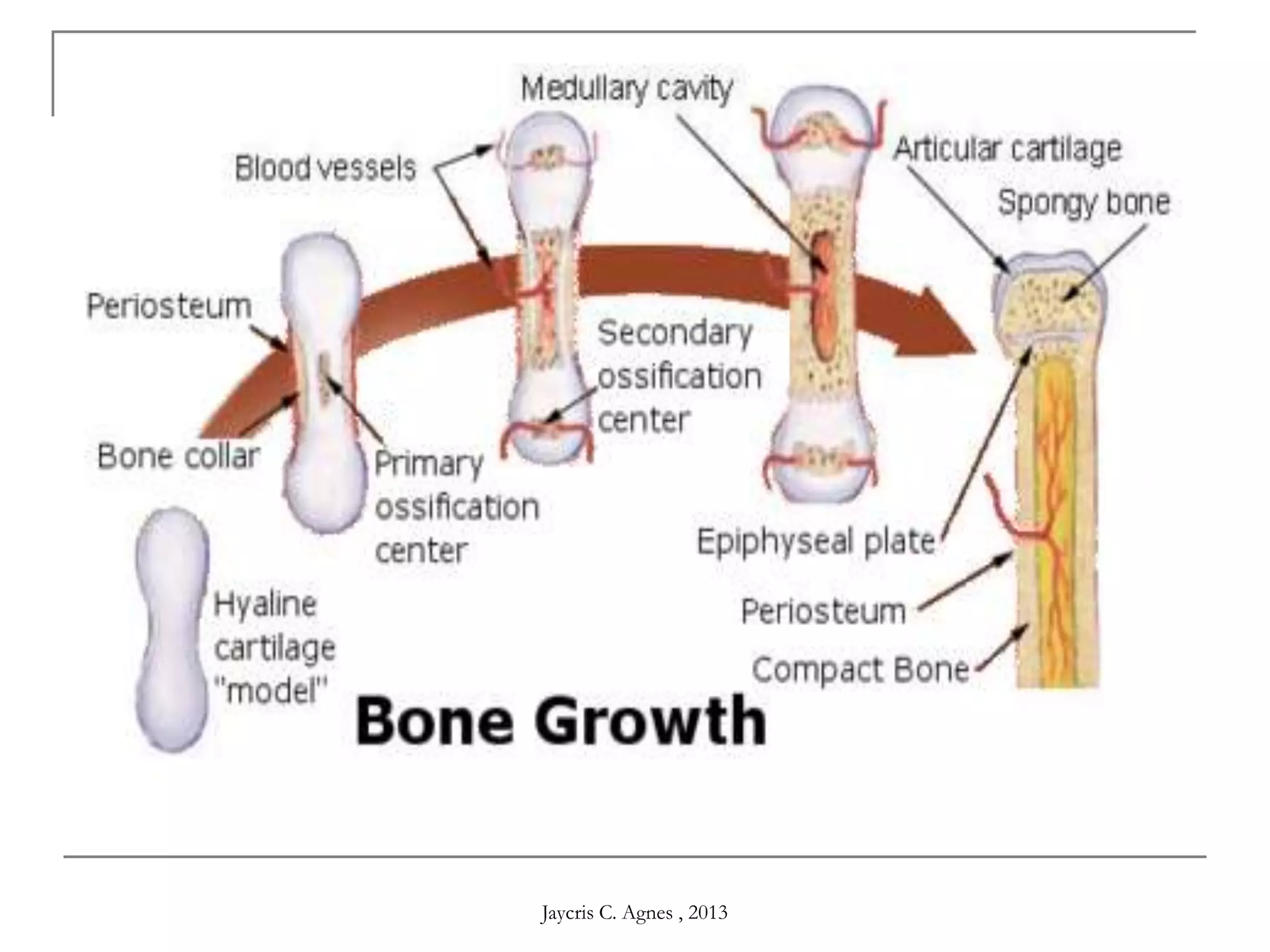 Jaycris C. Agnes , 2013
 