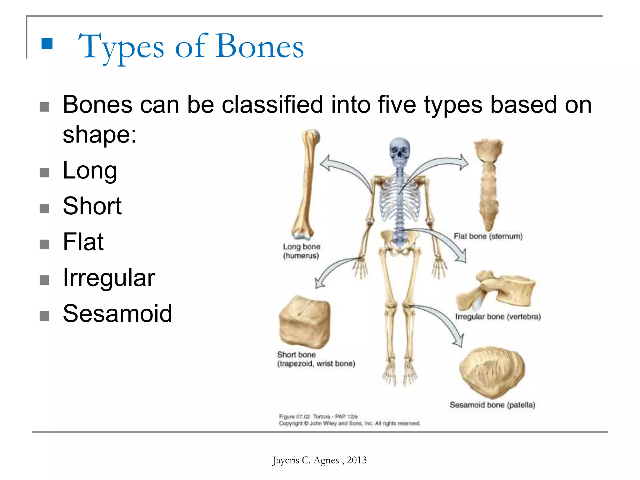  Types of Bones
 Bones can be classified into five types based on
shape:
 Long
 Short
 Flat
 Irregular
 Sesamoid
Jaycris C. Agnes , 2013
 