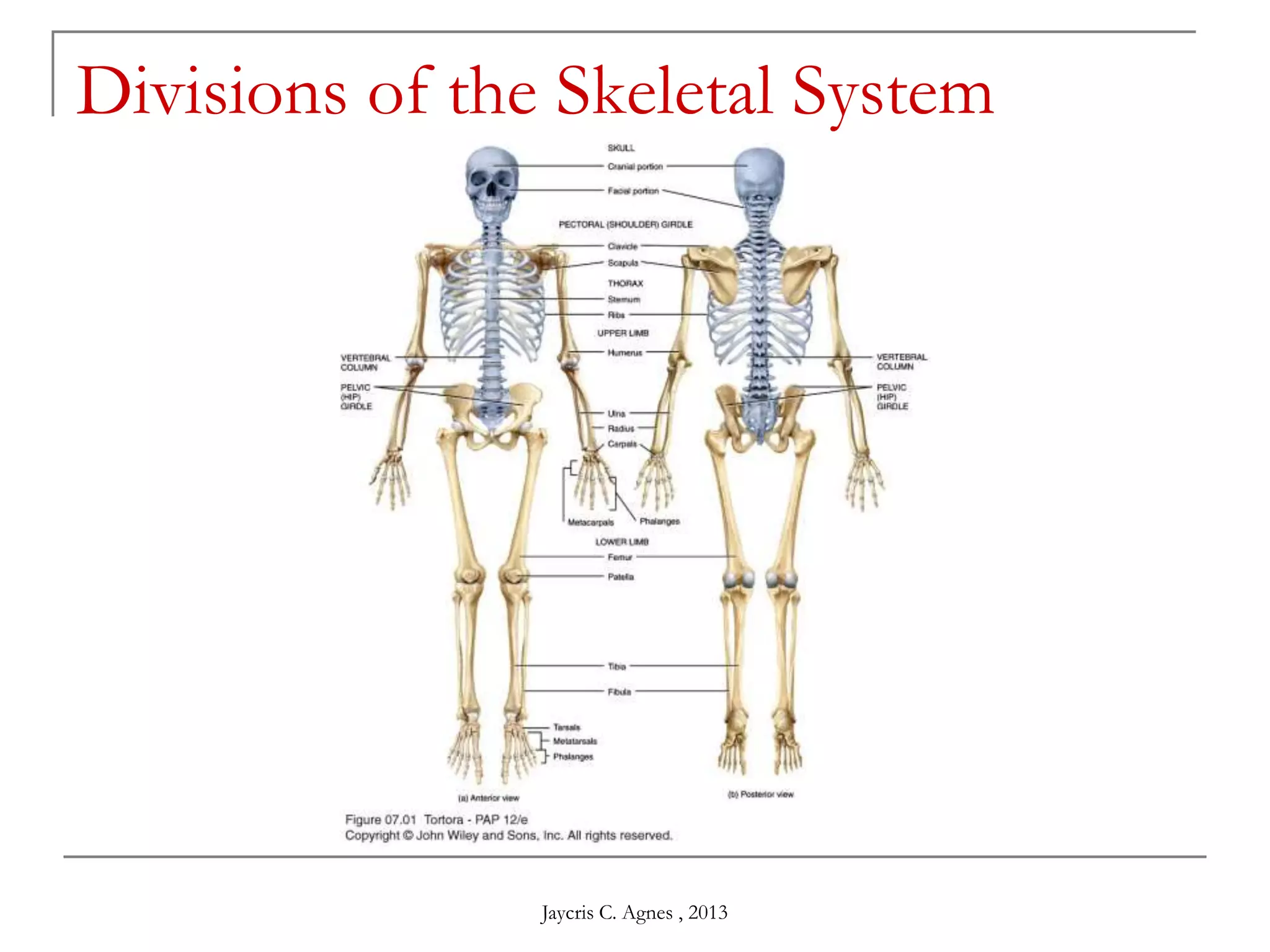 Divisions of the Skeletal System
Jaycris C. Agnes , 2013
 