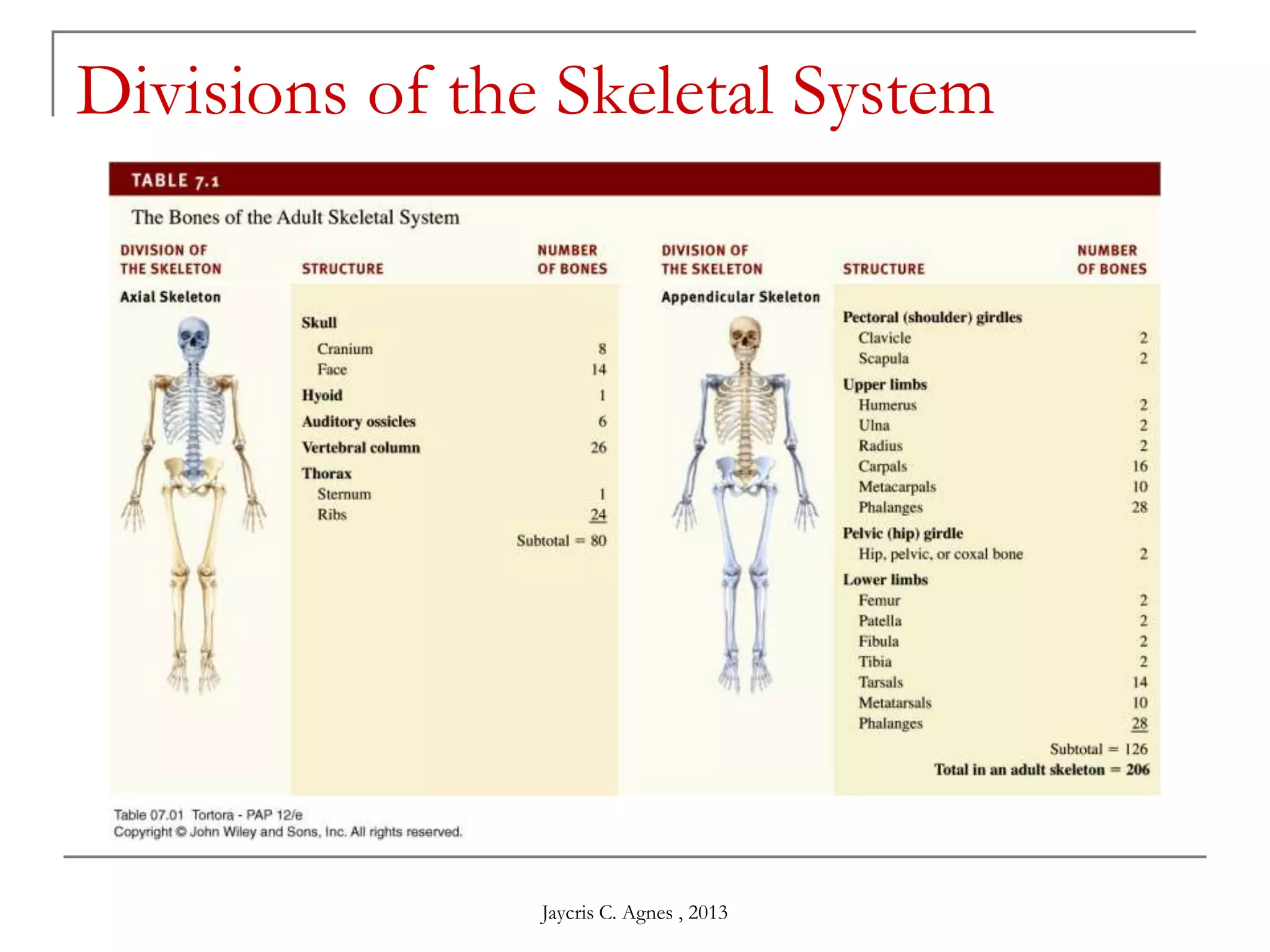 Divisions of the Skeletal System
Jaycris C. Agnes , 2013
 
